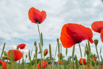 many red poppies in a field photographed from the bottom of the farm on a background of sky close up. forbidden plant. cocaine. Beautiful landscape.