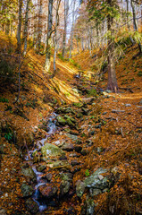 Beautiful mountain river in autumn forest