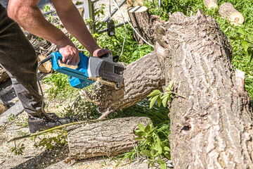 sawn electric sawing tree. The stump of saw cut branches.