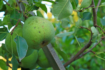 Unripe pear is hanging on tree branch with green leaves background. Summer harvest time in orchard. Organic fruits gardening. 