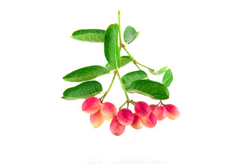 Koromcha fruits isolated on white background