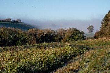Naklejka premium Trees and fields with mist and autumn colours in the English countryside