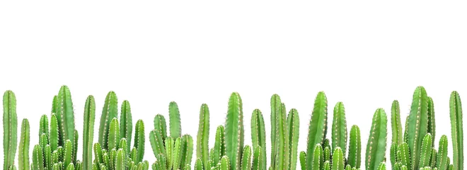 Fotobehang Cactusplanten op geïsoleerde achtergrond © giftography