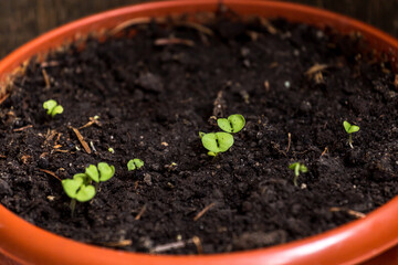 seedlings in peat pots.Baby plants seeding