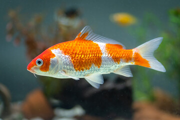 Underwater photo of a small fish in orange-silver colorful body. Close-up and selective focus at the fish's eye.