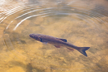 Chub fish floating in the water, view from above,  with some concentring circles ripple waves of water sourround.
