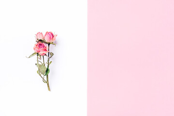 Frame of dried rose flower on white and pink background. Flat lay, top view. Copy space for text.