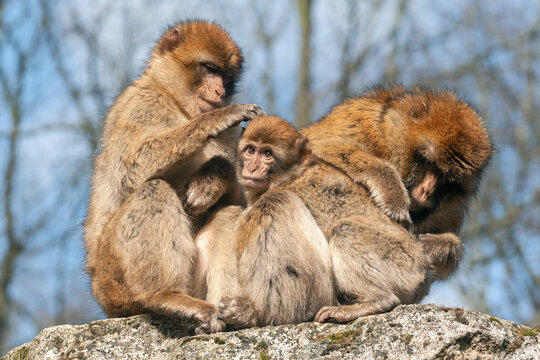 Two adult macaques groom a cub - Powered by Adobe