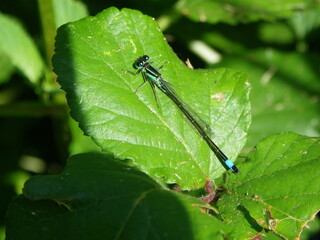libellule