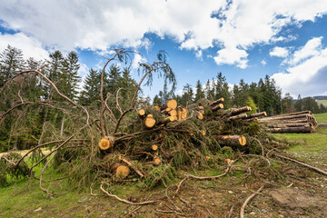 Holzschnitt, Baumstamm im Bayerischen Wald