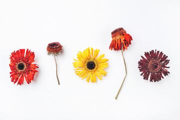 Dry gerbera flowers pattern on white background. Flat lay, top view.