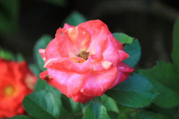 Macro photo of beautiful pink rose