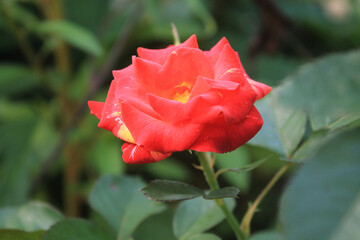 Macro photo of beautiful pink rose