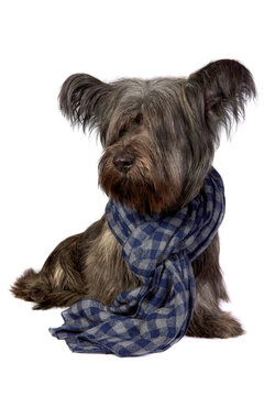 Skye Terrier dog sitting and looking at the camera on white