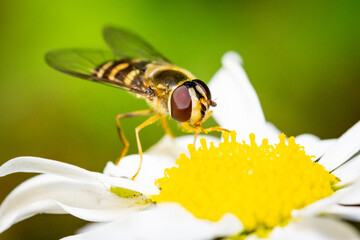 Hoverfly on marguerite