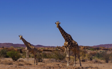Giraffen im Naturreservat im National Park S&uuml;dafrika