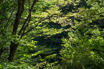 Fototapeta premium Gorge Wonder Beauty