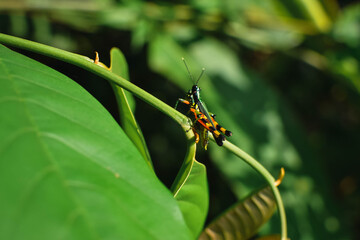 
Insectos encontrados en la selva peruana.
