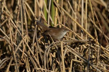 Cetti's Warbler
