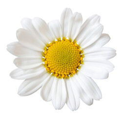 Beautiful white Daisy (Marguerite) isolated on white background, including clipping path.