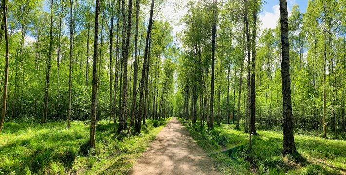 Panoramic image of the straight path in the forest among birch trunks in sunny weather, sun rays break through the foliage, nobody