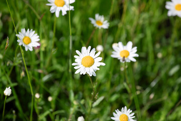 Wild camomile flowers on the meadow, close up. Blossom in spring.