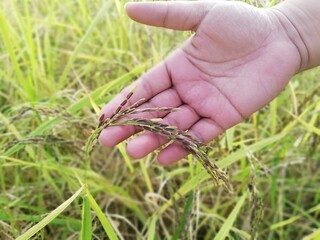 Rice berry  in hand.