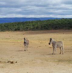 Zebras im Naturreservat im National Park Südafrika