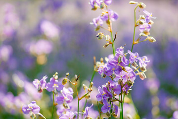 Field of purple flowers blooming in the garden soft and blured on nature background.