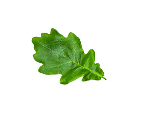 Green oak leaf isolated on white background.