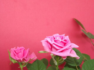 Pink rose close-up on a green background. An open Bud of a garden rose.