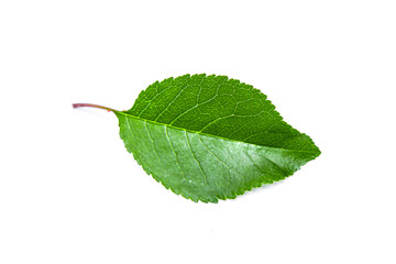 Cherry leaves isolated on white background