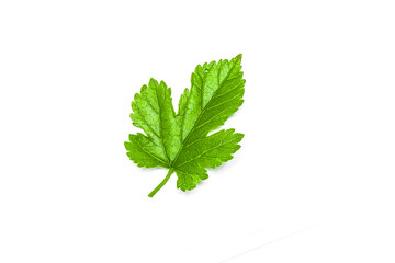 mulberry green leaves on a white background