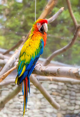 red and yellow macaw