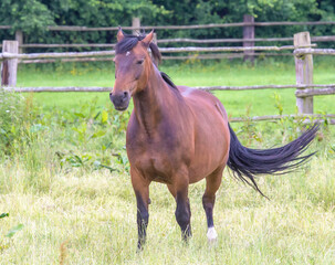 Fototapeta premium horse in the field