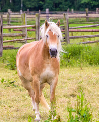 horse in the field