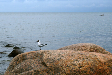 A gull on a rock. A sea gull on a huge boulder.