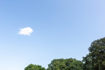 Obraz premium green tree and blue sky and white cloud