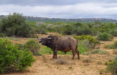 Kaffernbüffel im Naturreservat im National Park Südafrika