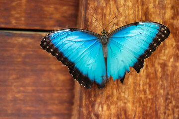 A bright blue butterfly perches on a wooden background