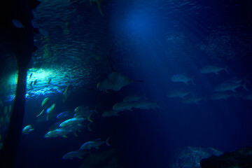 Set of goldfish in the ocean