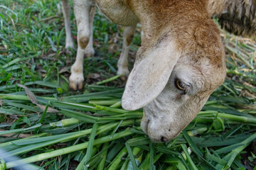 Sheep eating grass
