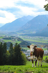 Fototapeta na wymiar Vaca en los Alpes