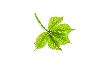 Young wild grape leaves isolated on white background.