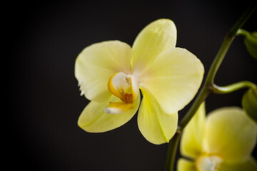 Fototapeta na wymiar Yellow orchid phalaenopsis flower on a black background