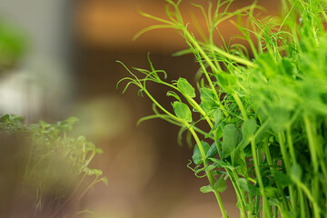 Naklejka premium Young green sprout of micro green on blurred background