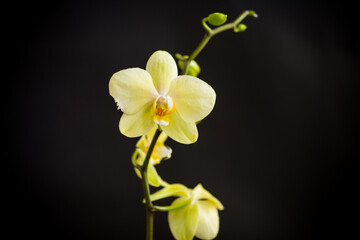 Fototapeta na wymiar Yellow orchid phalaenopsis flower on a black background