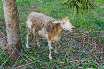 The sheep is looking at something
