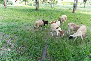 Obraz na płótnie Canvas Sheeps eating grass 