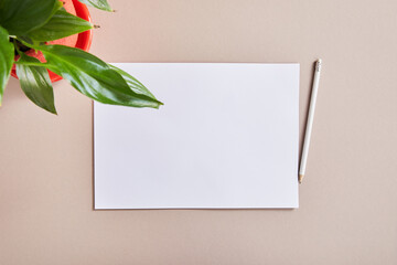 top view of green plant near blank white paper with pencil on beige surface